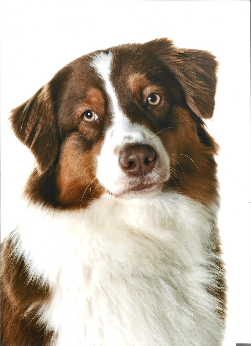 PESPI a été en saillie le 25 mars 2026 !!!! Chiots à venir