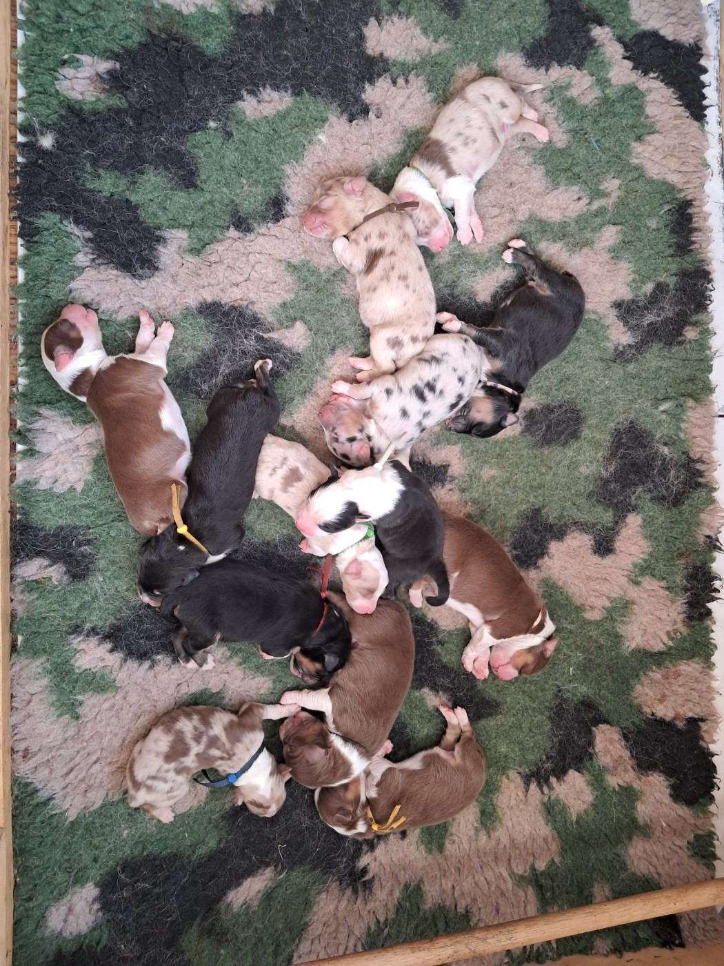 13 chiots sont nés !!!! Les réservations sont ouvertes