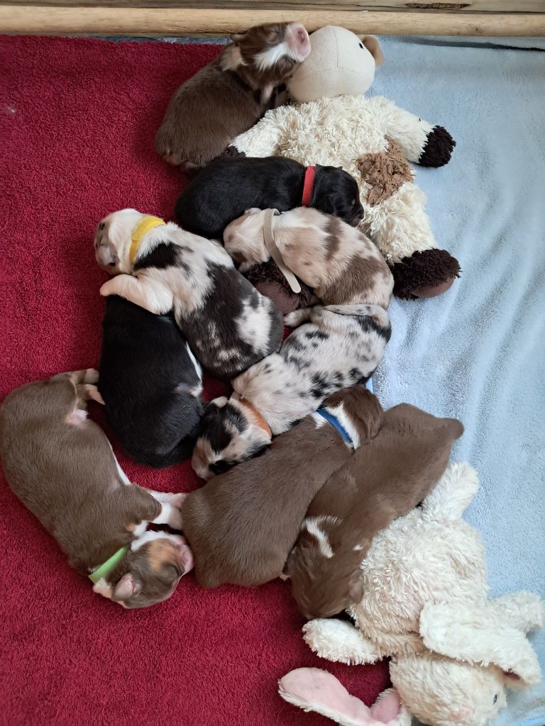 Des Montagnes Vosgiennes - 9 chiots sont disponibles à la réservation 