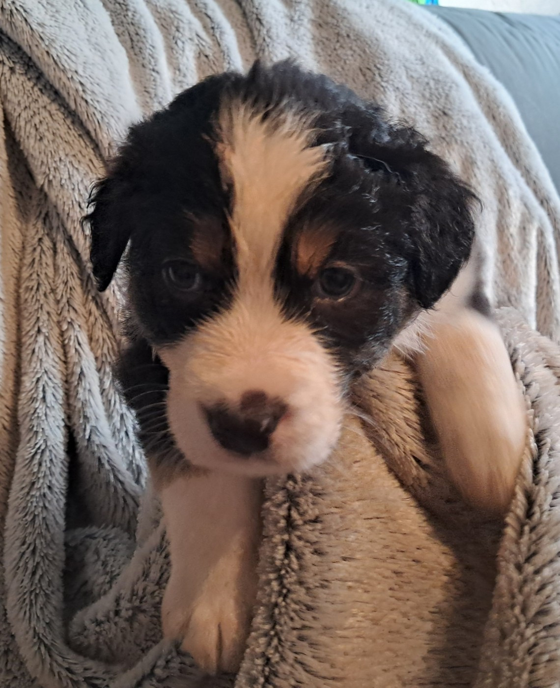 Des Montagnes Vosgiennes - Chiots disponibles - Berger Australien