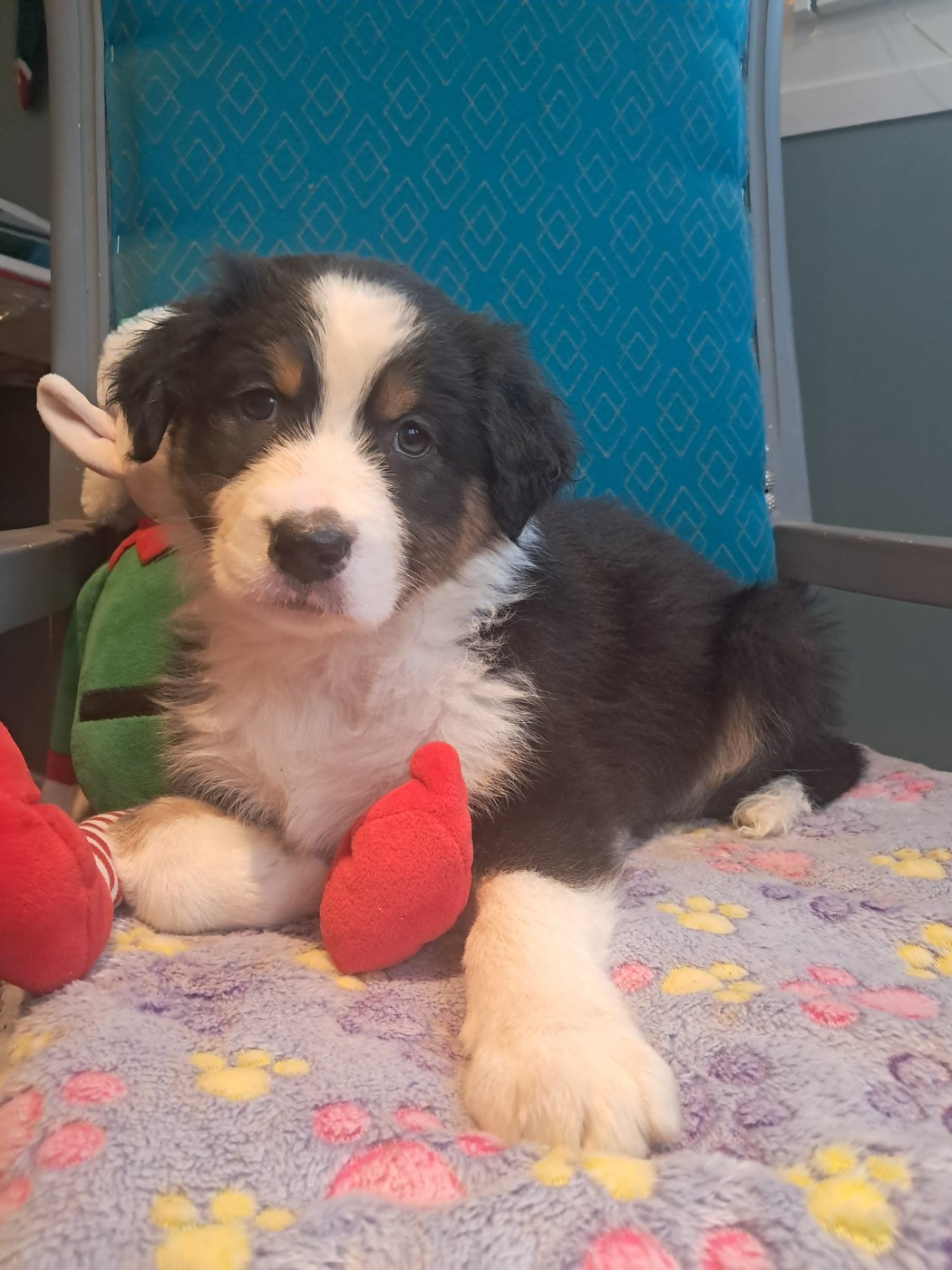 Des Montagnes Vosgiennes - Chiots disponibles - Berger Australien