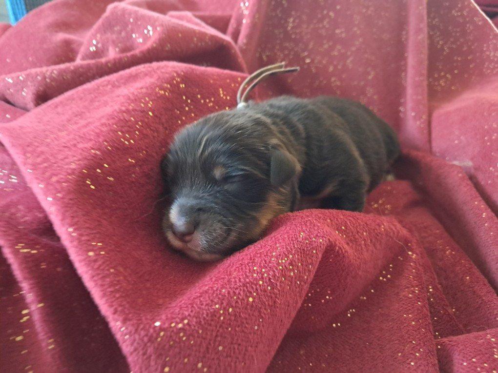 Des Montagnes Vosgiennes - Chiots disponibles - Berger Australien