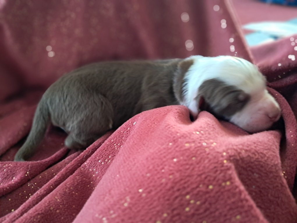 Des Montagnes Vosgiennes - Chiots disponibles - Berger Australien