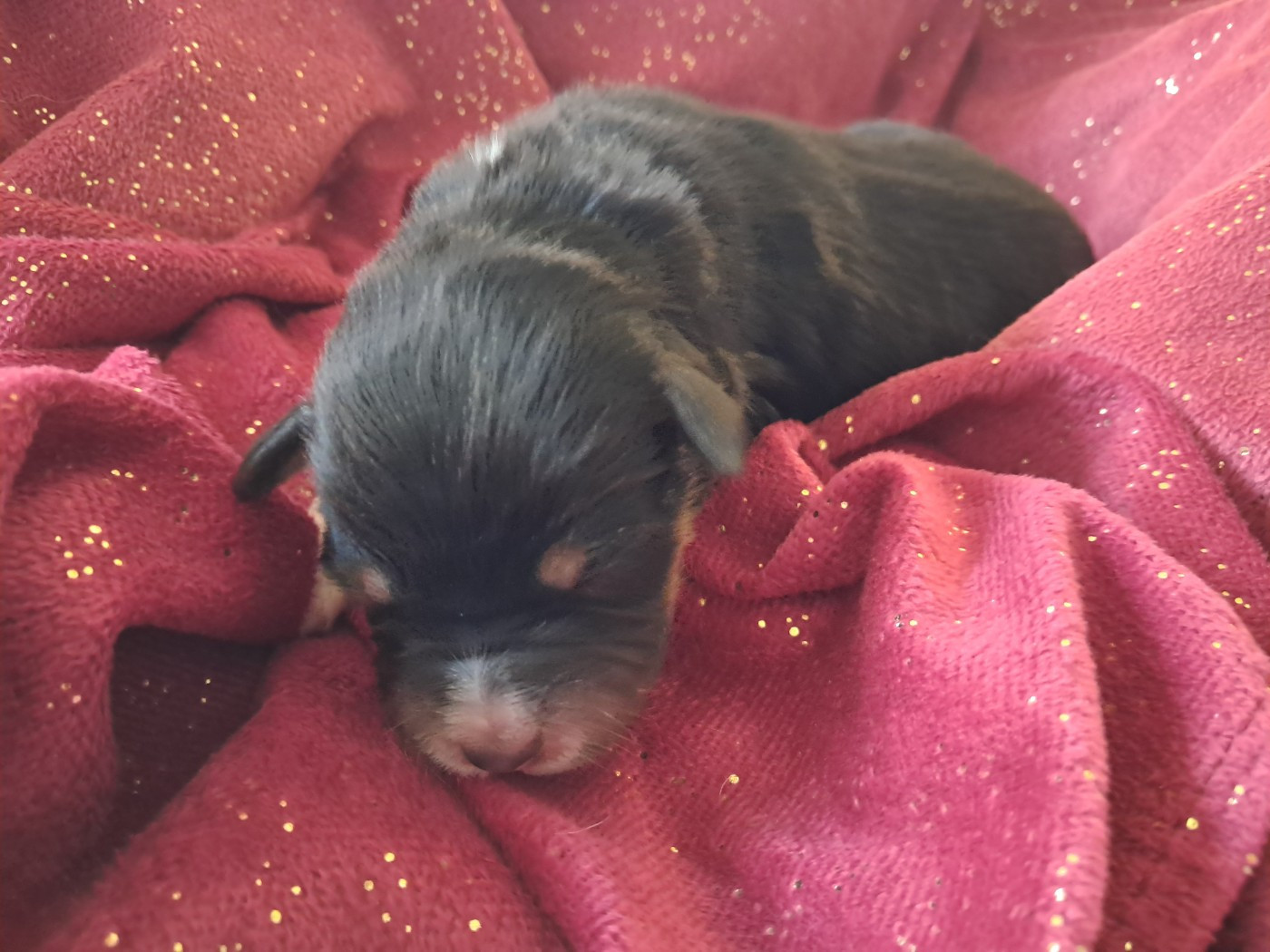 Des Montagnes Vosgiennes - Chiots disponibles - Berger Australien