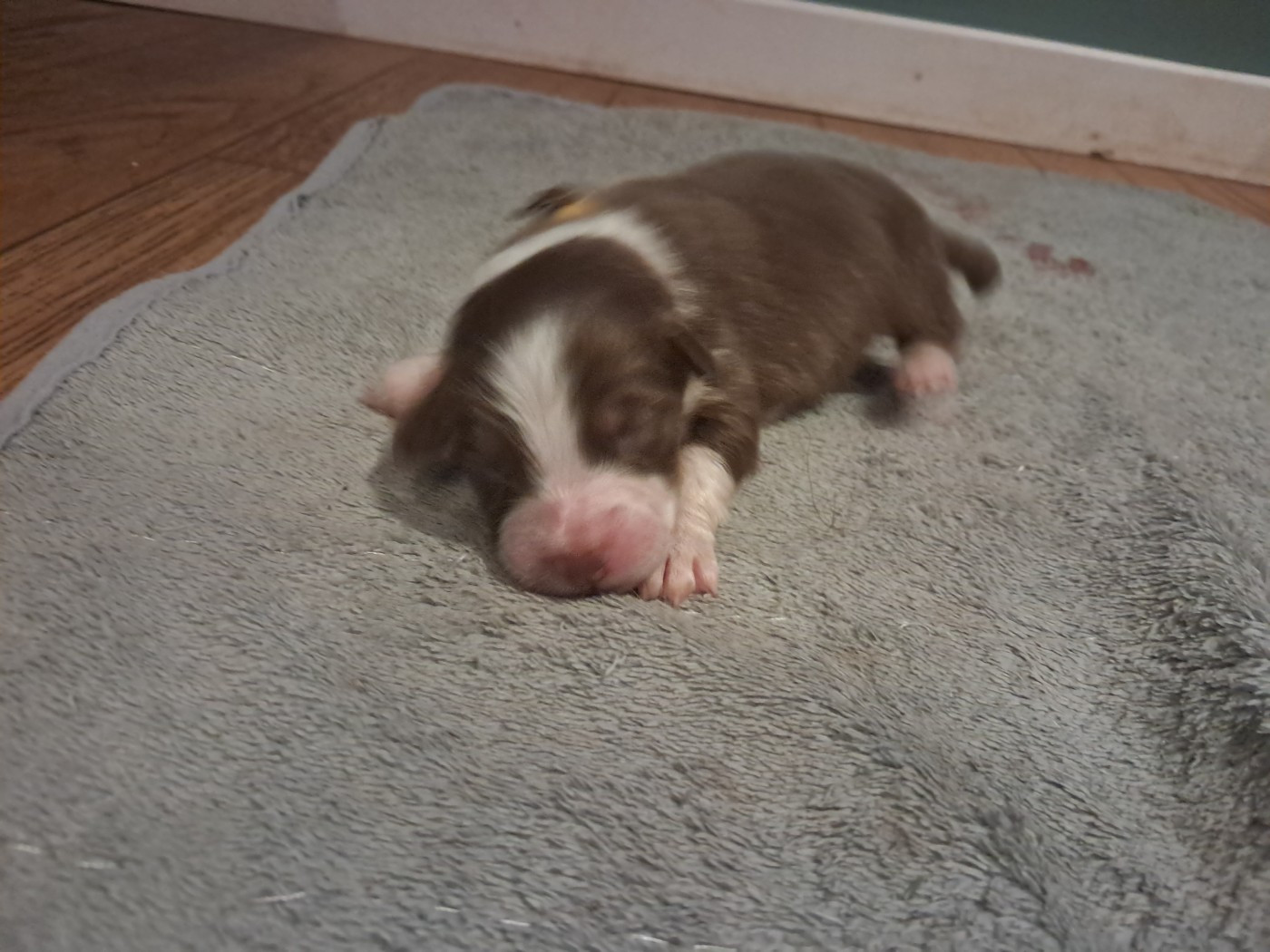 Des Montagnes Vosgiennes - Chiots disponibles - Berger Australien