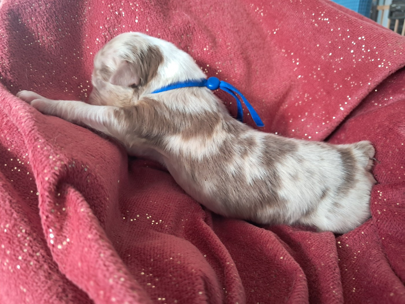 Des Montagnes Vosgiennes - Chiots disponibles - Berger Australien