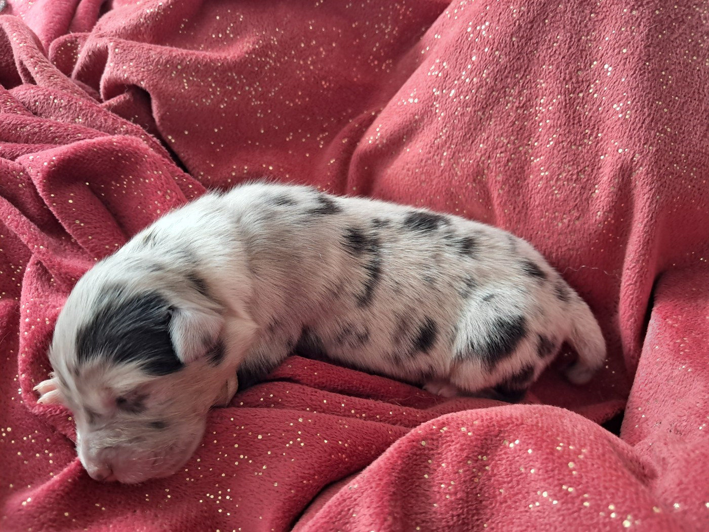 Des Montagnes Vosgiennes - Chiots disponibles - Berger Australien
