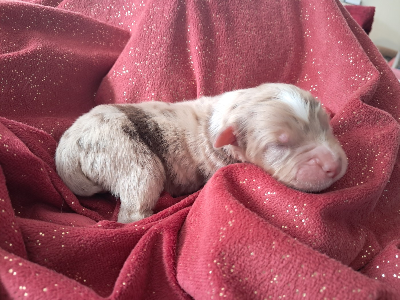 Des Montagnes Vosgiennes - Chiots disponibles - Berger Australien