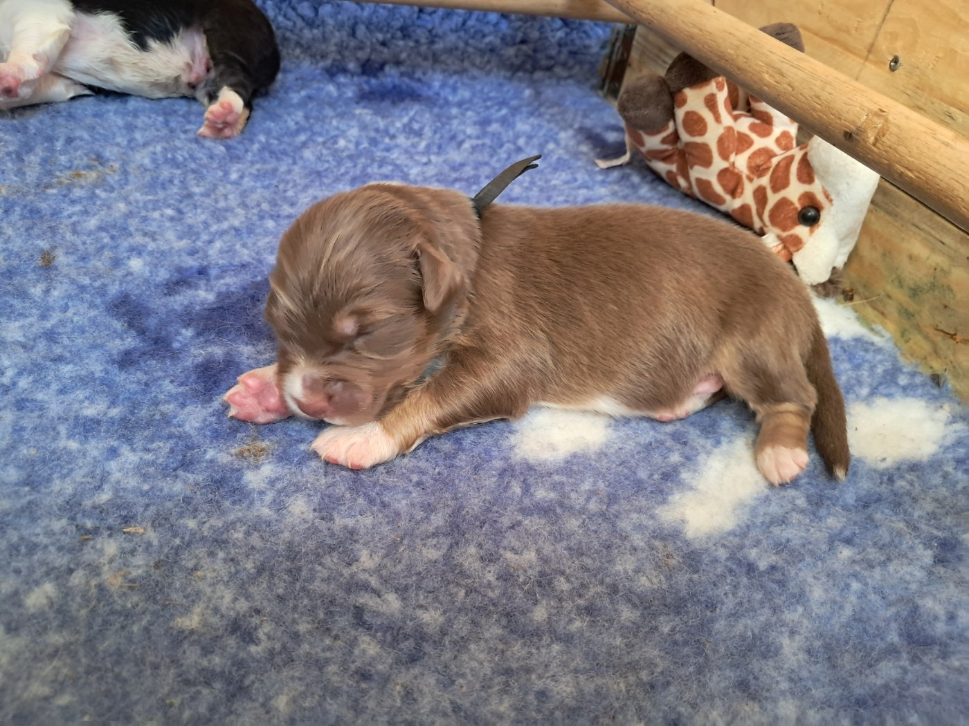 Des Montagnes Vosgiennes - Chiots disponibles - Berger Australien