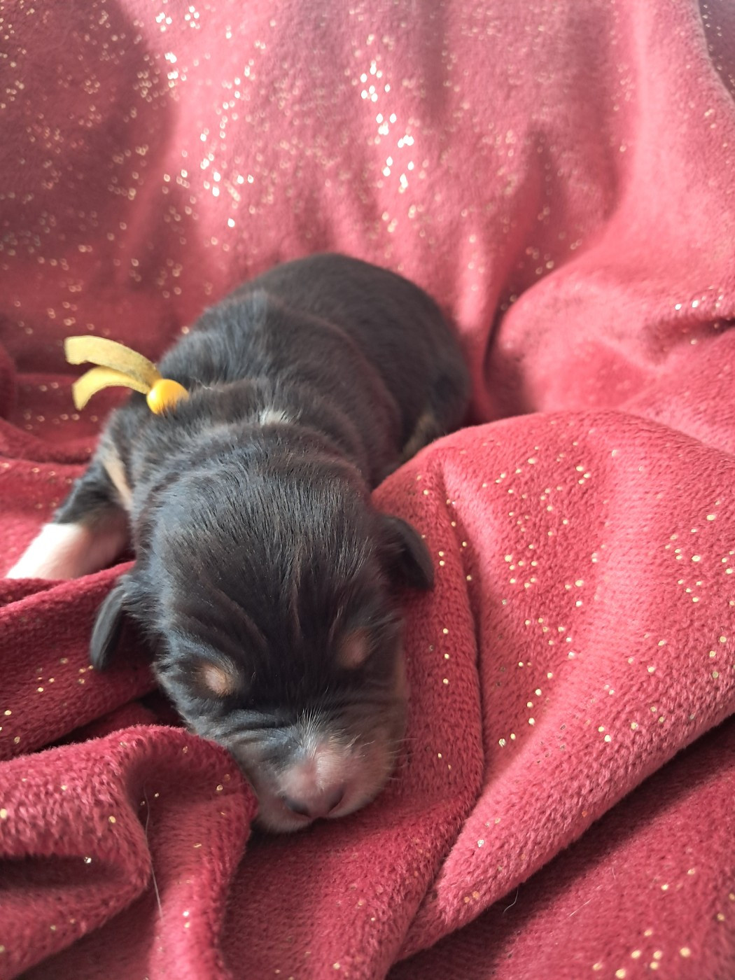 Des Montagnes Vosgiennes - Chiots disponibles - Berger Australien
