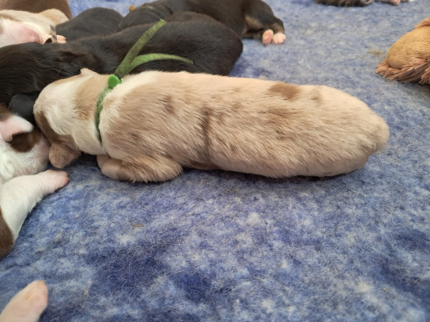 Des Montagnes Vosgiennes - Chiots disponibles - Berger Australien