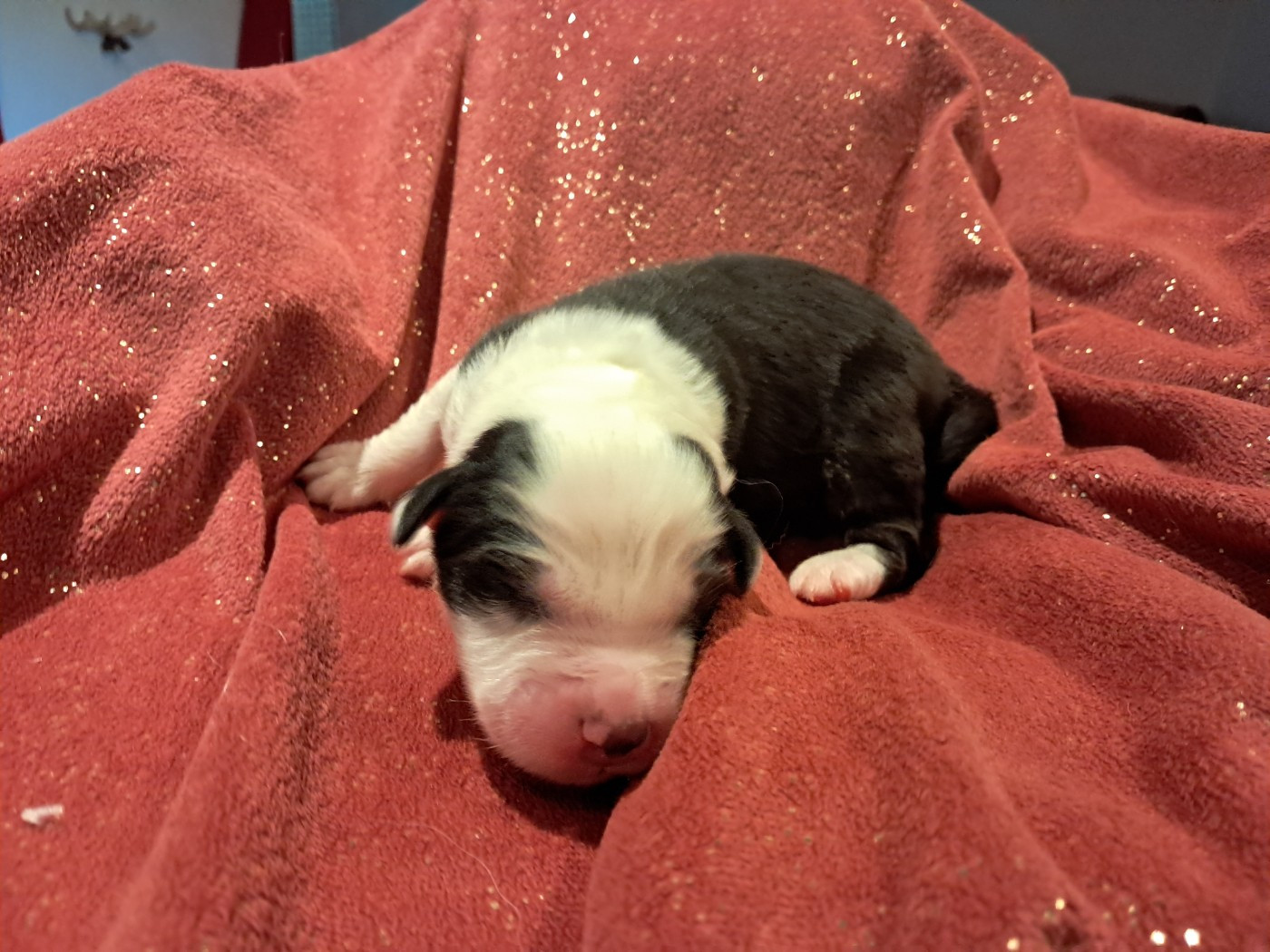 Des Montagnes Vosgiennes - Chiots disponibles - Berger Australien