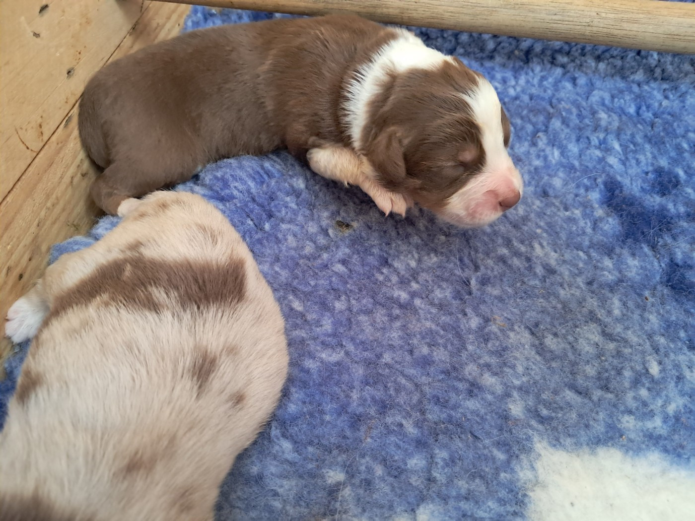 Des Montagnes Vosgiennes - Chiots disponibles - Berger Australien