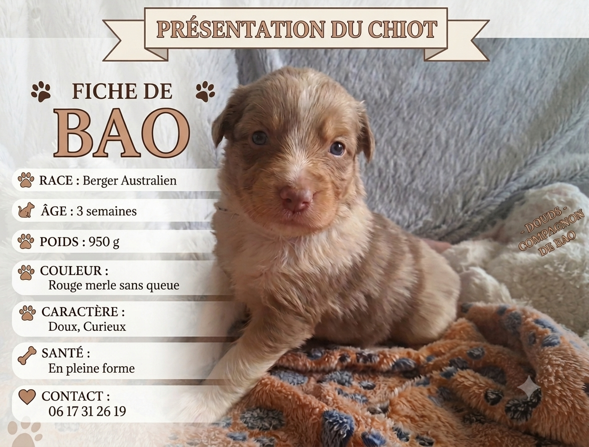 Des Montagnes Vosgiennes - Chiots disponibles - Berger Australien