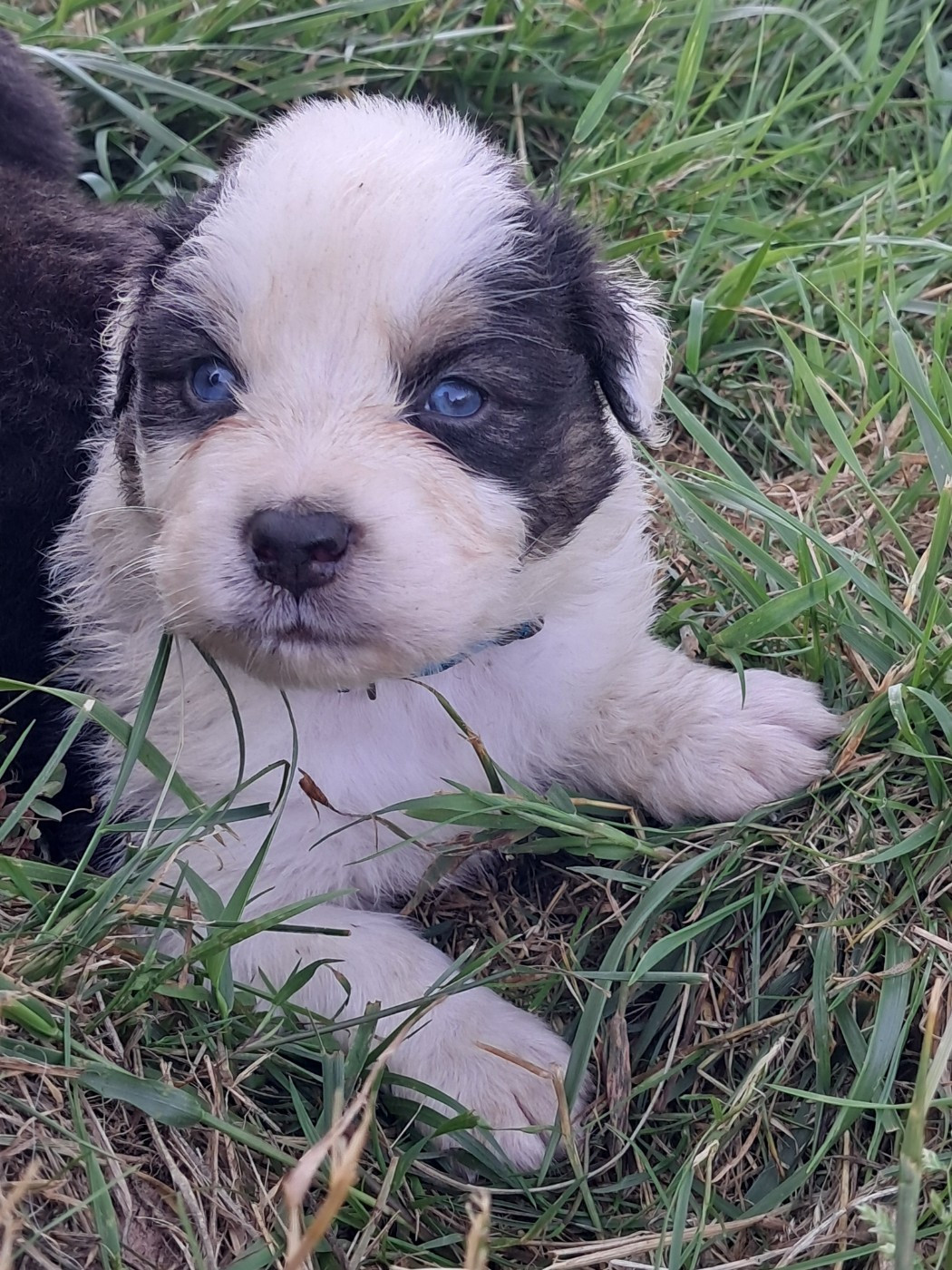 Des Montagnes Vosgiennes - Chiots disponibles - Berger Australien