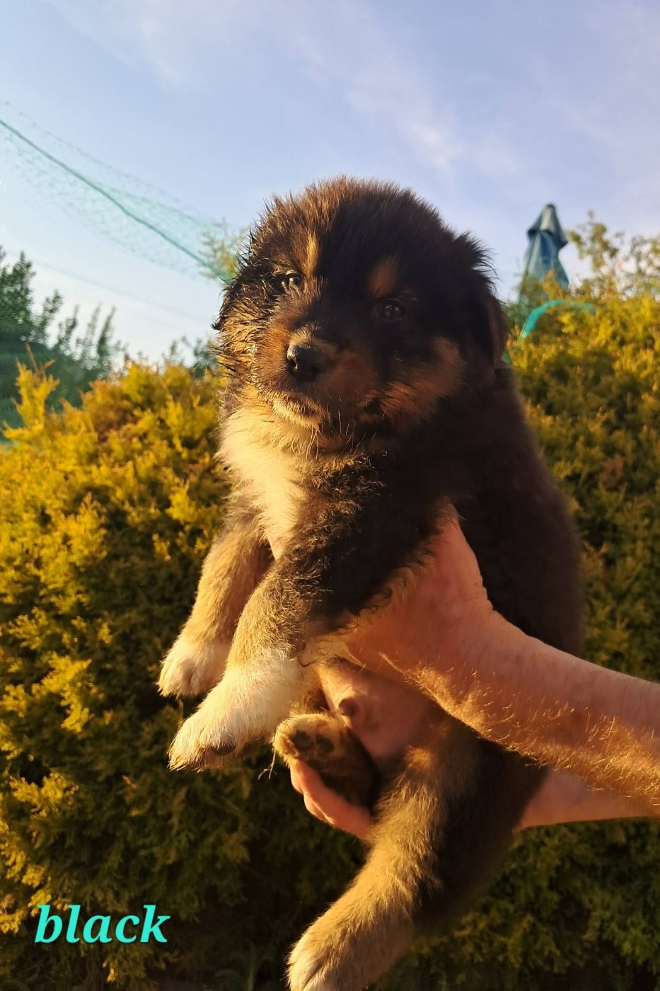 Des Montagnes Vosgiennes - Chiots disponibles - Berger Australien