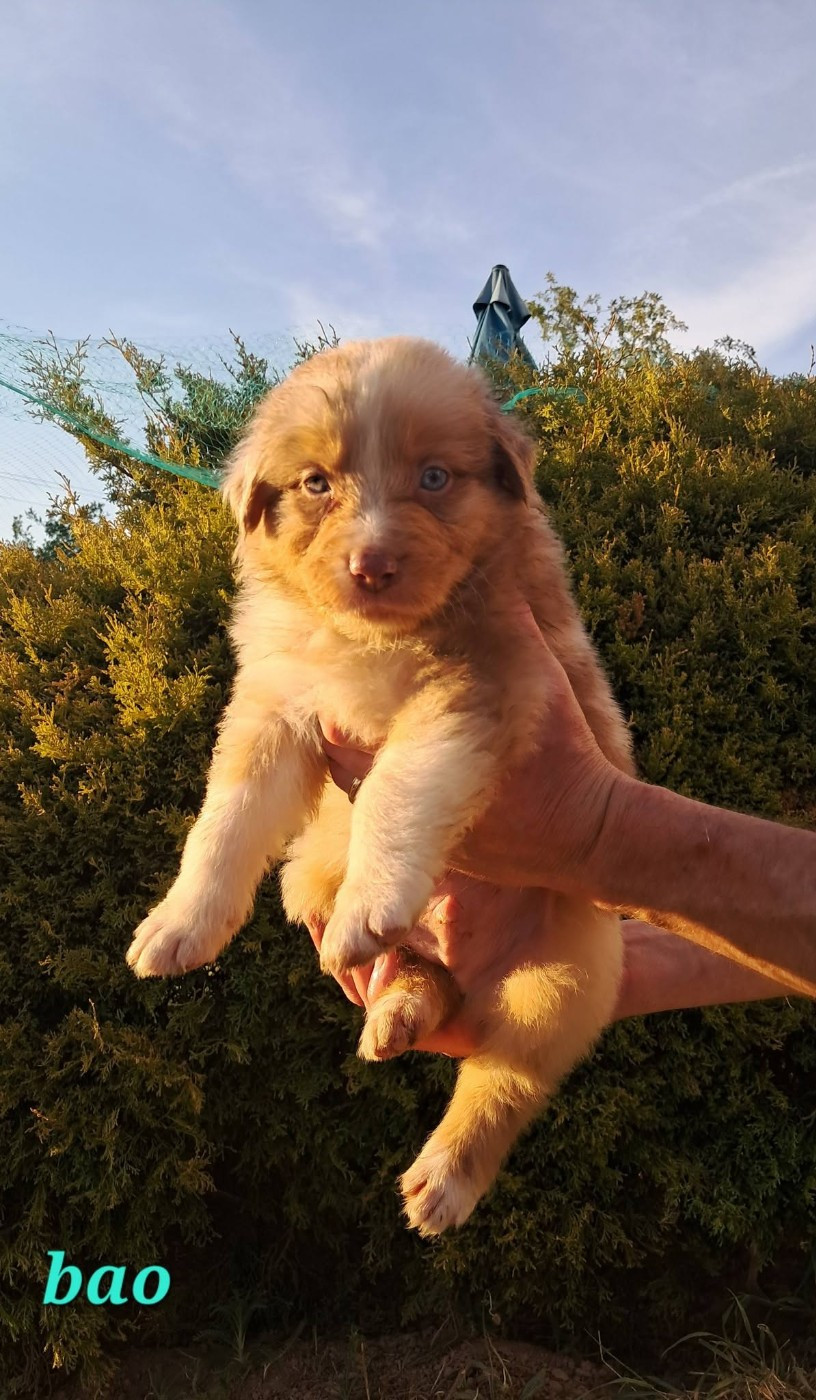 Des Montagnes Vosgiennes - Chiots disponibles - Berger Australien