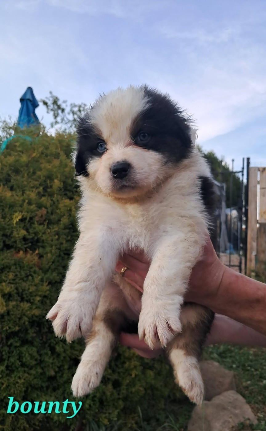 Des Montagnes Vosgiennes - Chiots disponibles - Berger Australien