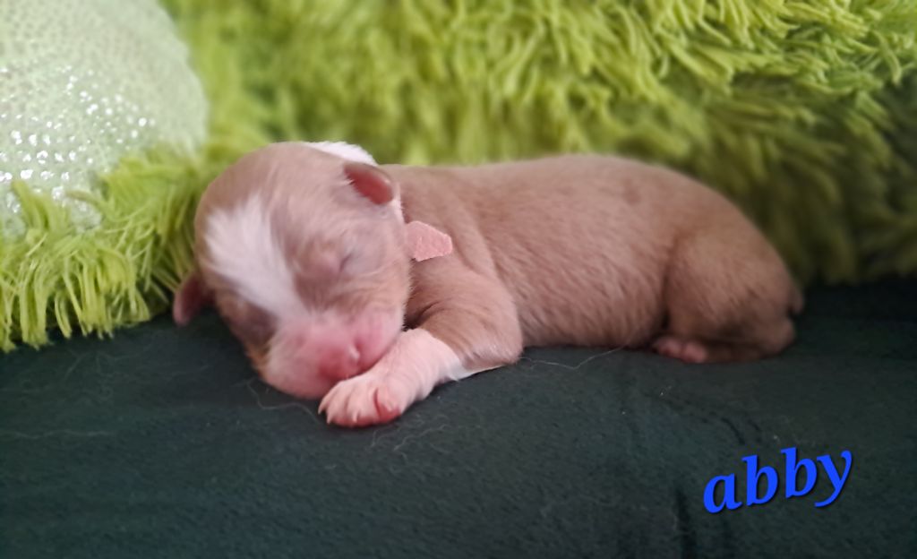 Des Montagnes Vosgiennes - Chiots disponibles - Berger Australien