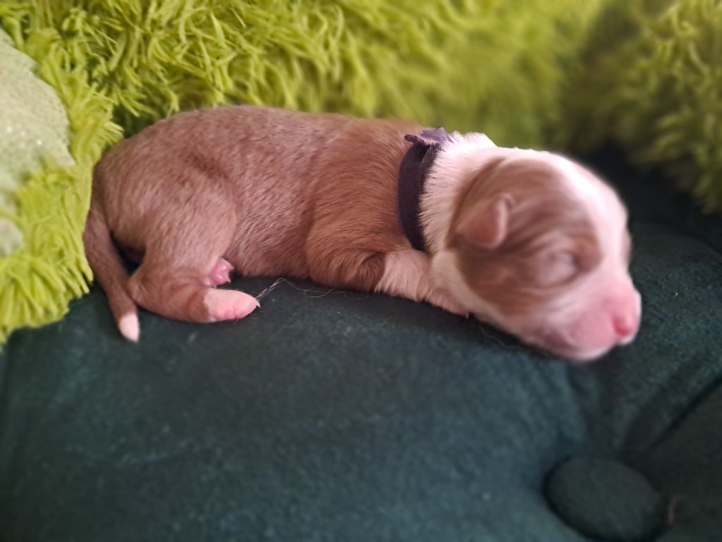 Des Montagnes Vosgiennes - Chiots disponibles - Berger Australien