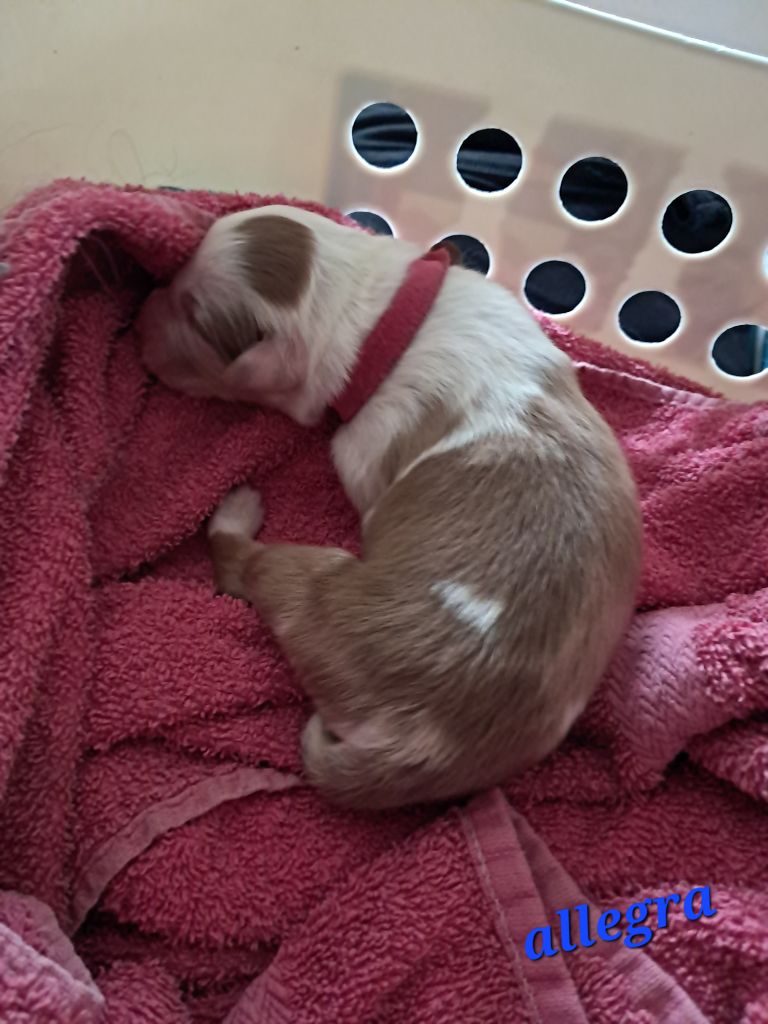 Des Montagnes Vosgiennes - Chiots disponibles - Berger Australien