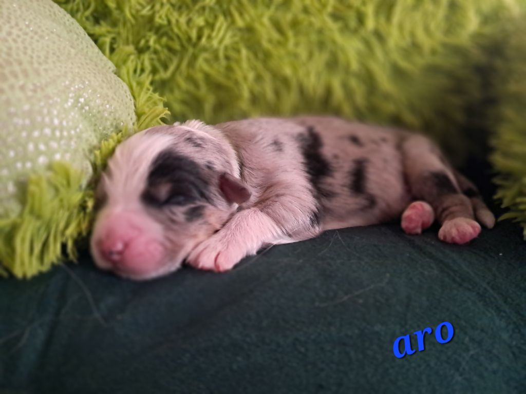 Des Montagnes Vosgiennes - Chiots disponibles - Berger Australien