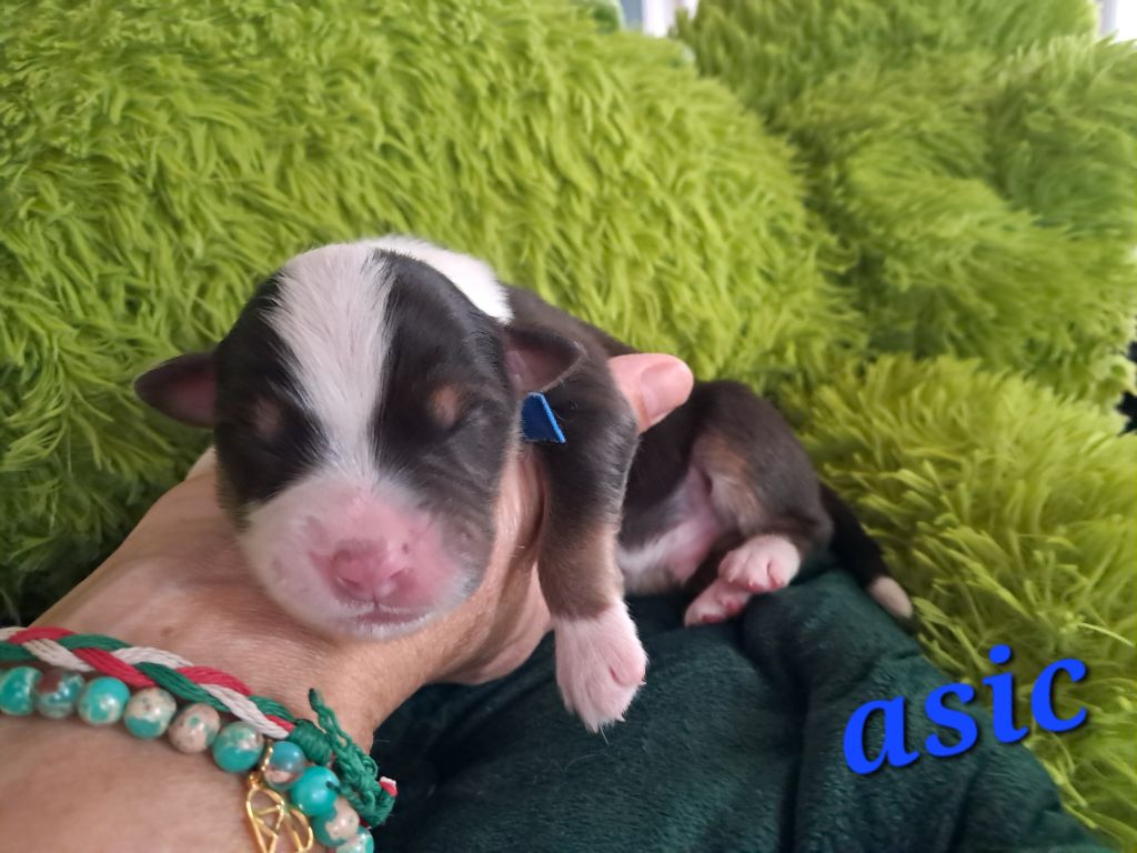 Des Montagnes Vosgiennes - Chiots disponibles - Berger Australien