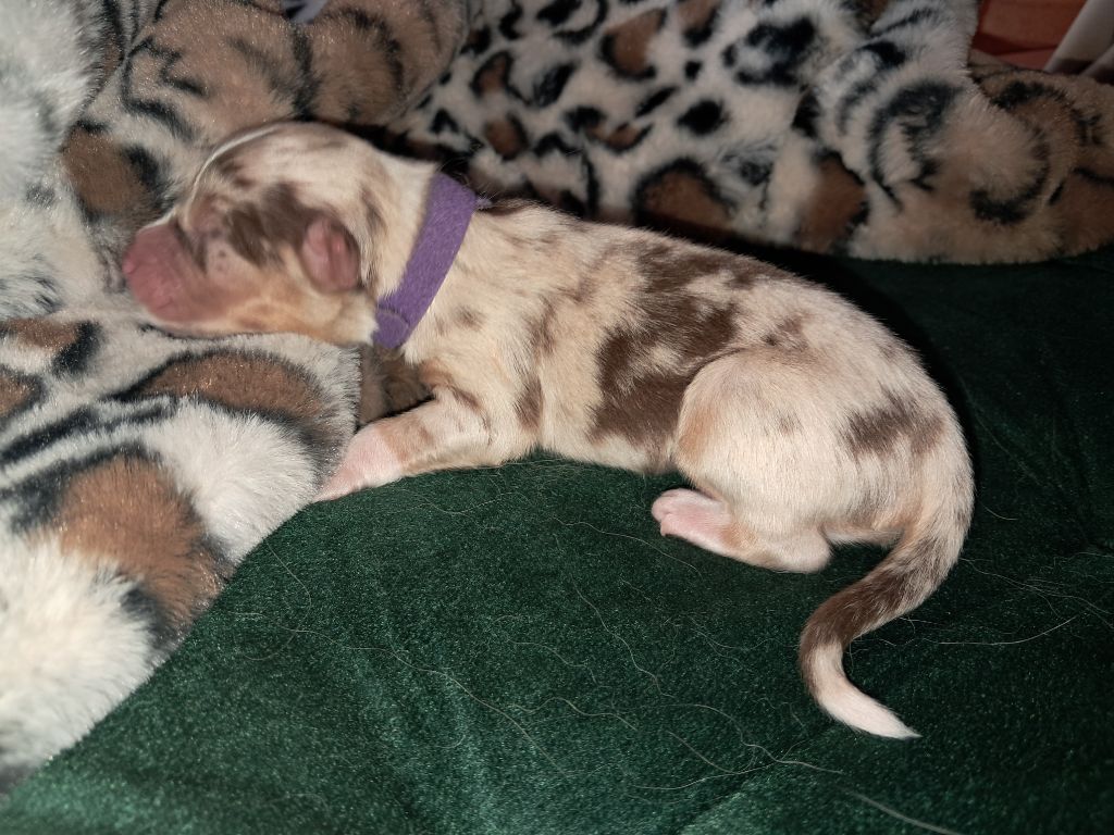 Des Montagnes Vosgiennes - Chiots disponibles - Berger Australien