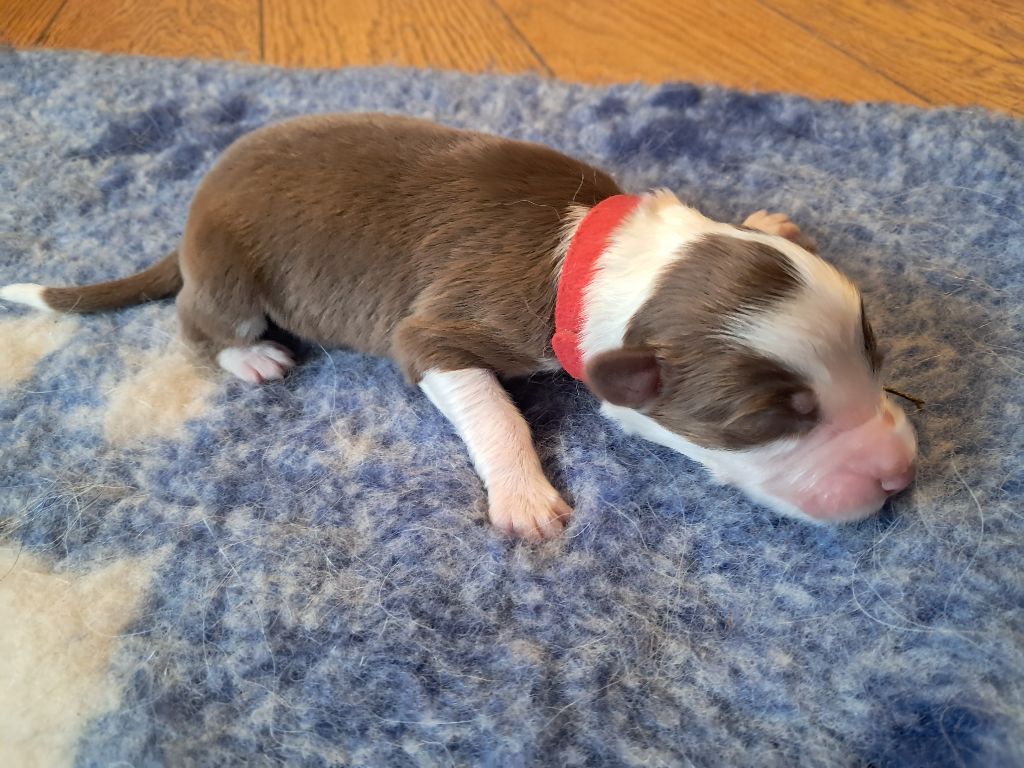 Des Montagnes Vosgiennes - Chiots disponibles - Berger Australien