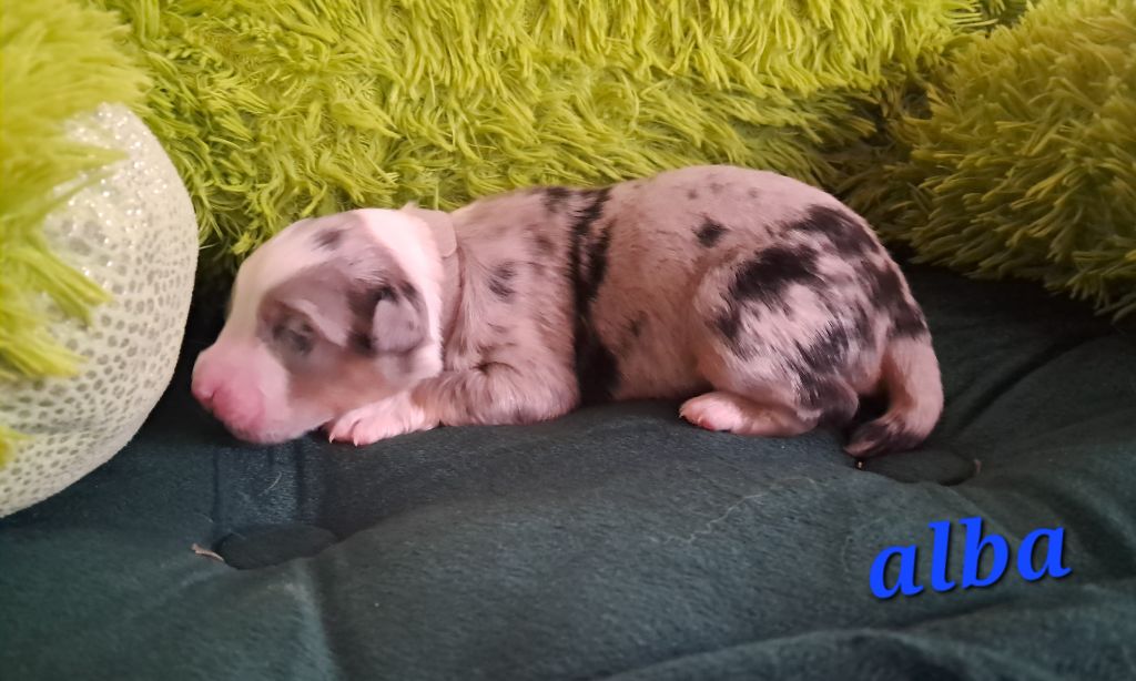 Des Montagnes Vosgiennes - Chiots disponibles - Berger Australien