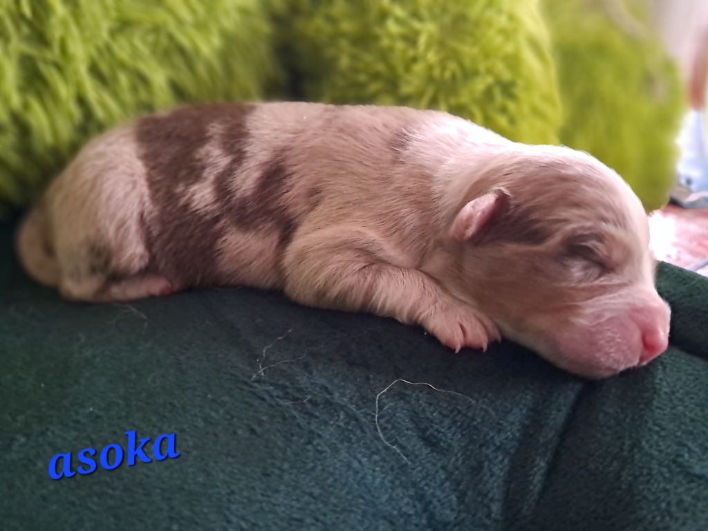 Des Montagnes Vosgiennes - Chiots disponibles - Berger Australien