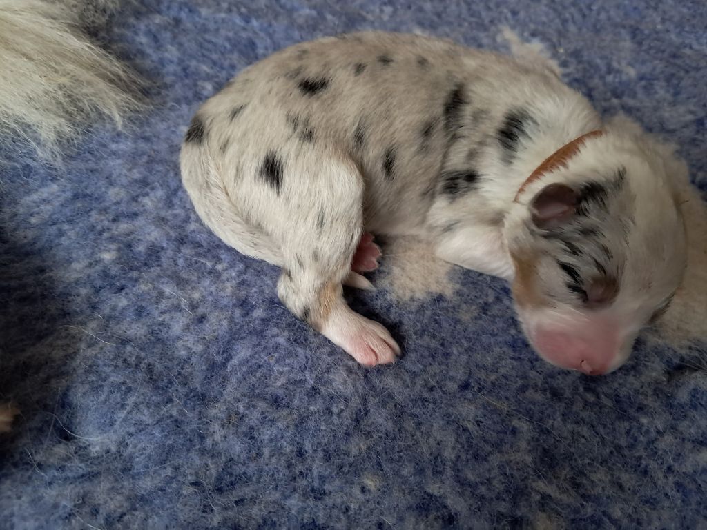 Des Montagnes Vosgiennes - Chiots disponibles - Berger Australien