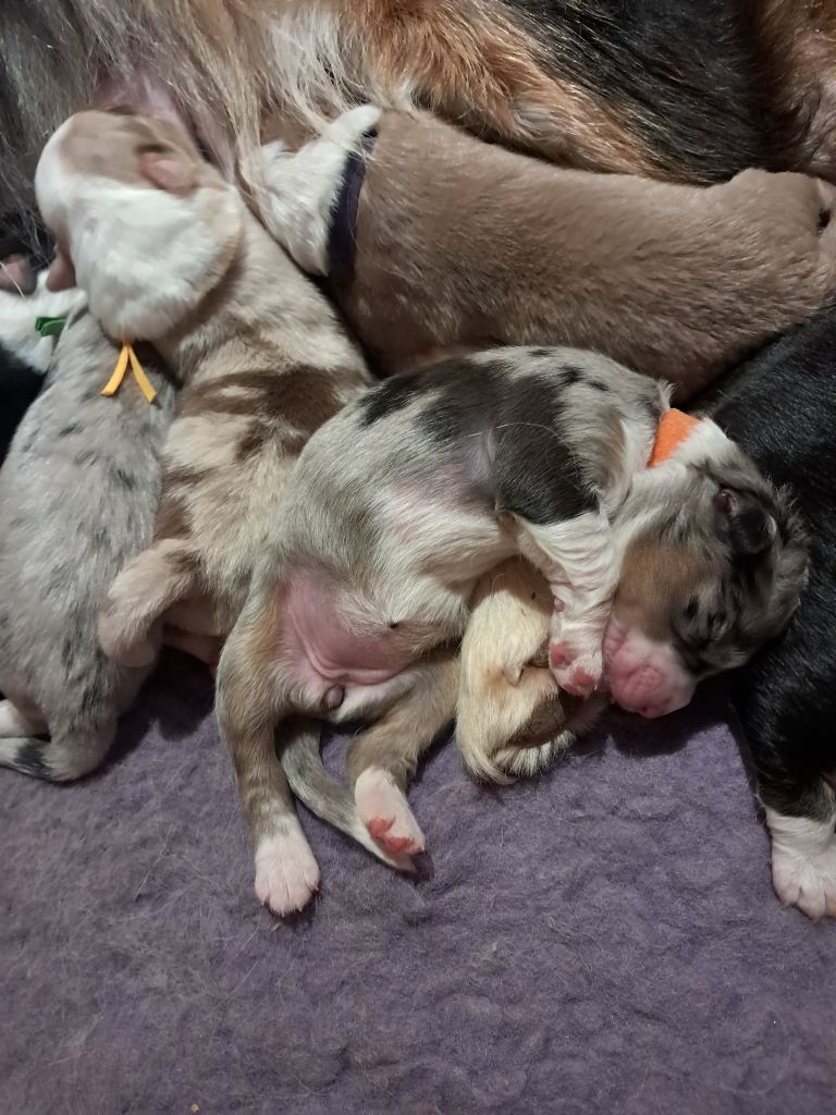 Des Montagnes Vosgiennes - Chiots disponibles - Berger Australien